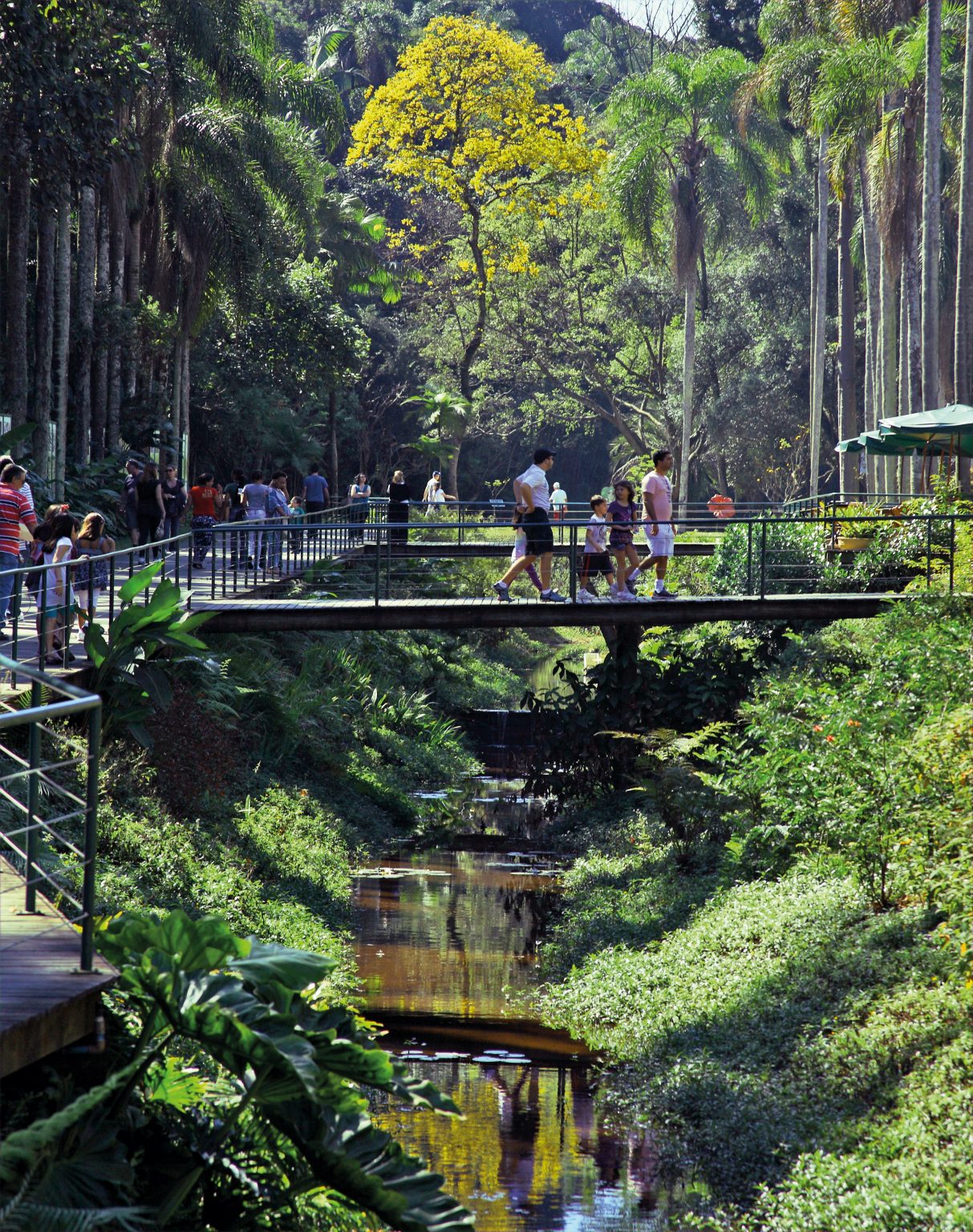 Jardim Botânico De São Paulo 1522