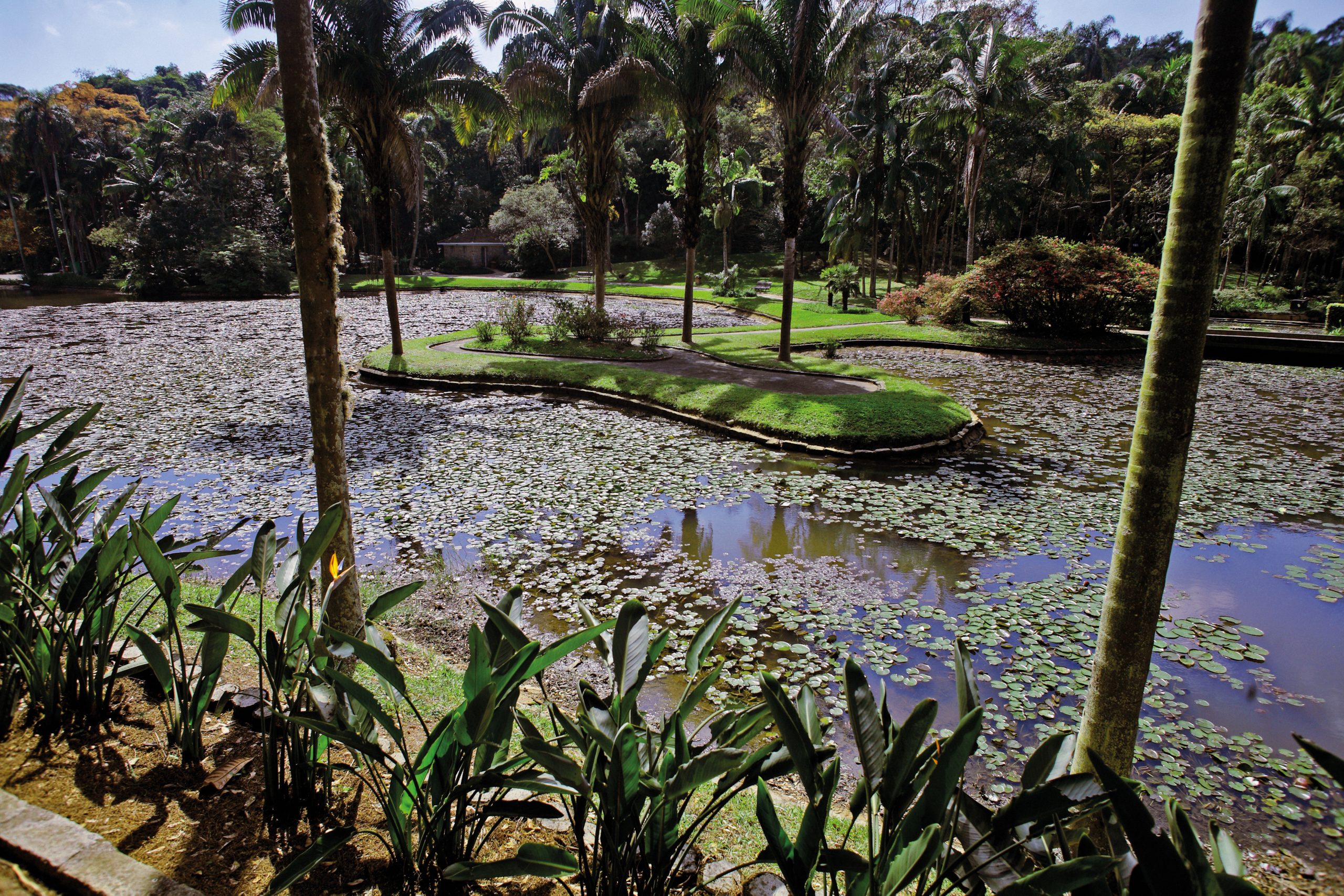 Jardim Botânico De São Paulo 8458